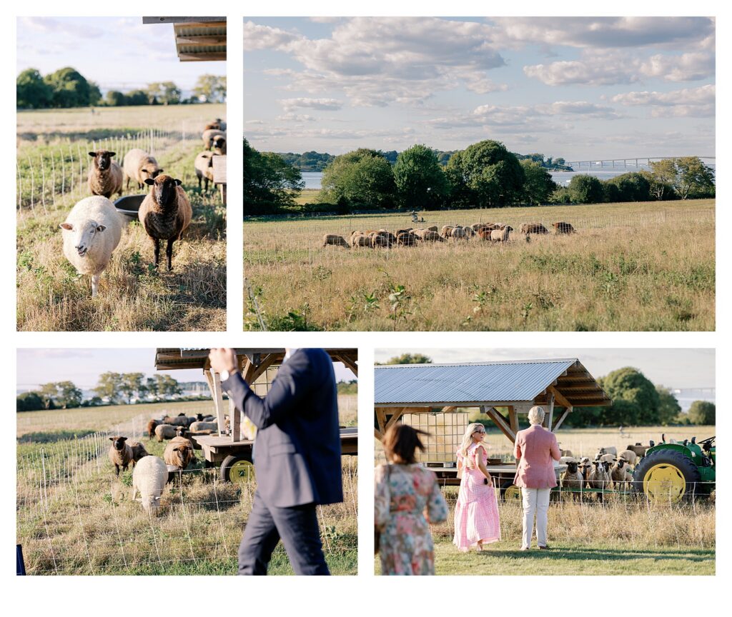 Photos From A Private Property Wedding In Jamestown, Rhode Island